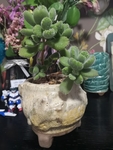 熊爪