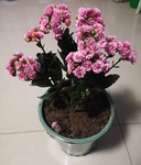 长寿花