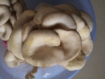 鲜蘑