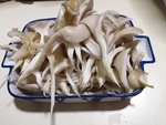 蘑菇食材