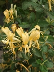 金银花