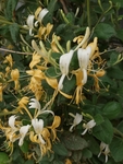 金银花