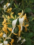 金银花