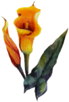 花