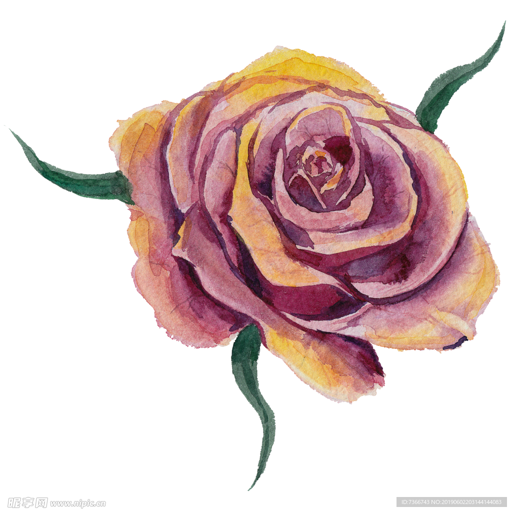 玫瑰花