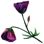 玫瑰花