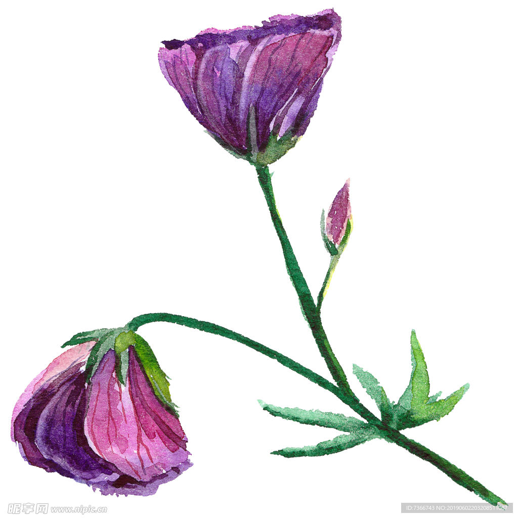 玫瑰花