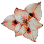 玫瑰花