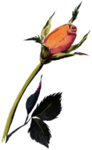 玫瑰花