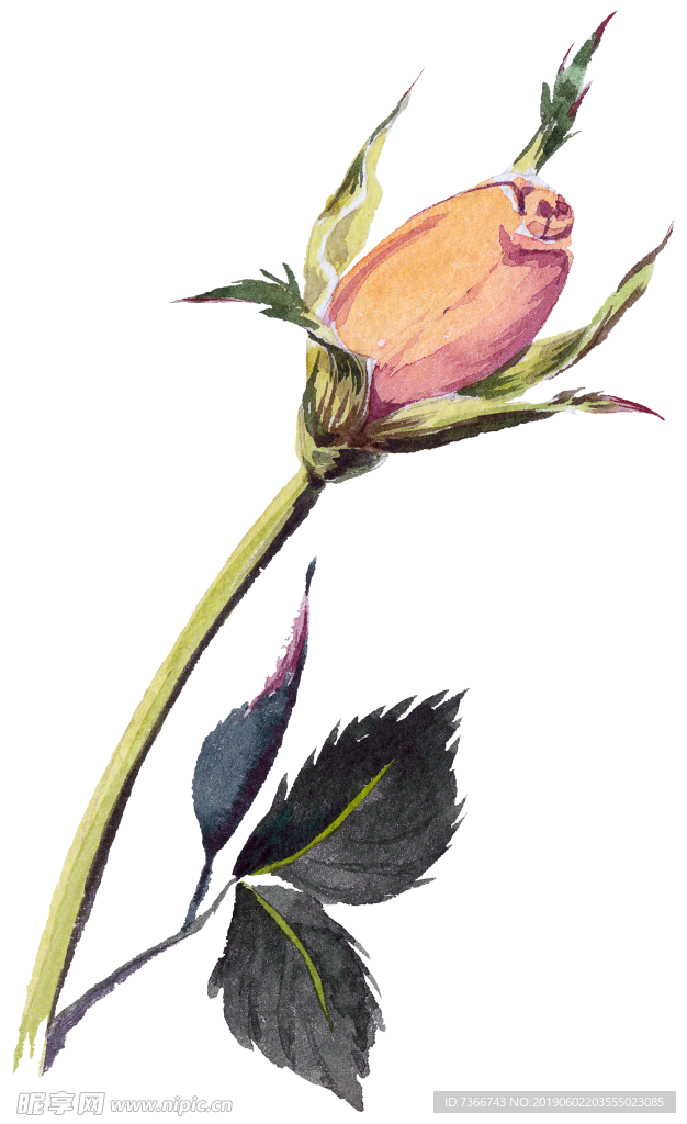 玫瑰花