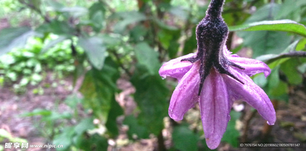 茄子花