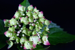 紫茎八仙花