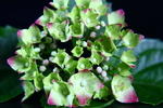 紫茎八仙花