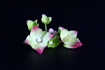 紫茎八仙花