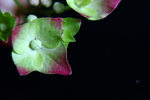 紫茎八仙花