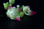 紫茎八仙花