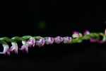 俯花绶草