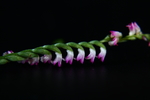 绶草
