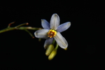 吊兰开花
