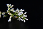 小叶水蜡树花