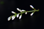 小白蜡开花