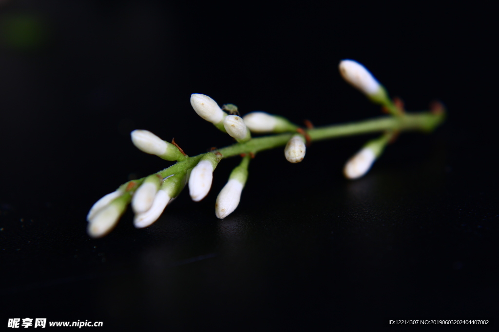 小白蜡开花