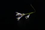 女贞花