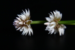 莲子草