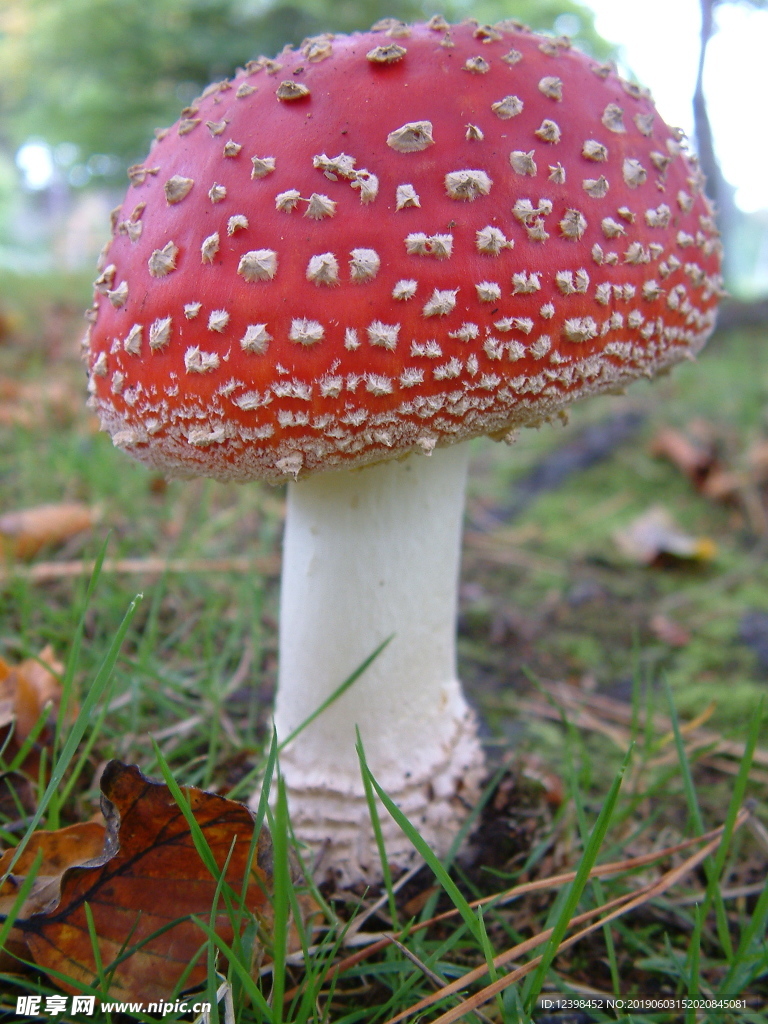 毒蘑菇