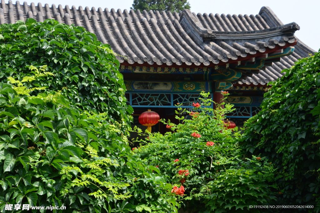 凌霄花