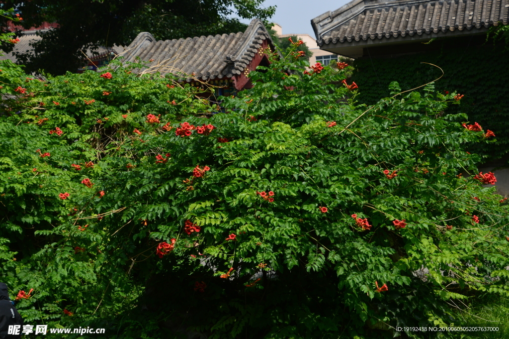 凌霄花