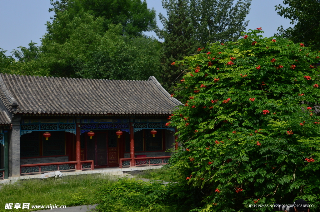 凌霄花