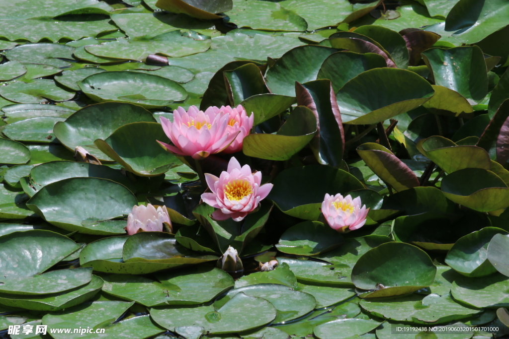 荷塘睡莲花