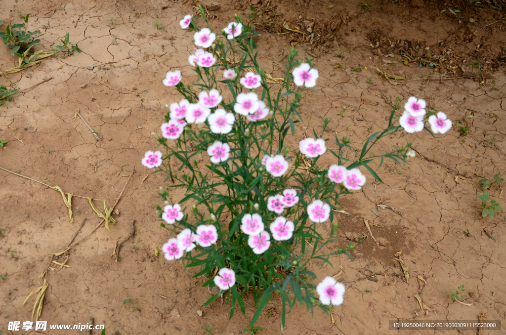 花蕾 玫瑰 花 自然 月季 美