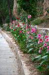 花蕾 玫瑰 花 自然 月季 美