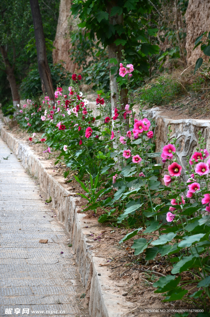 花蕾 玫瑰 花 自然 月季 美