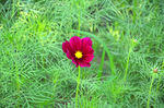 花卉