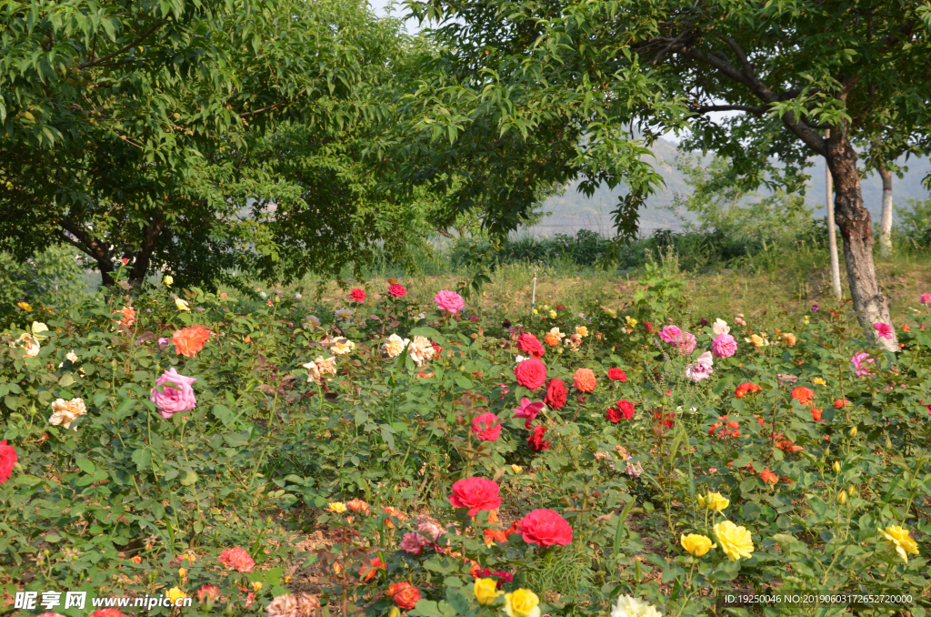 花