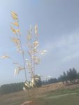 野燕麦