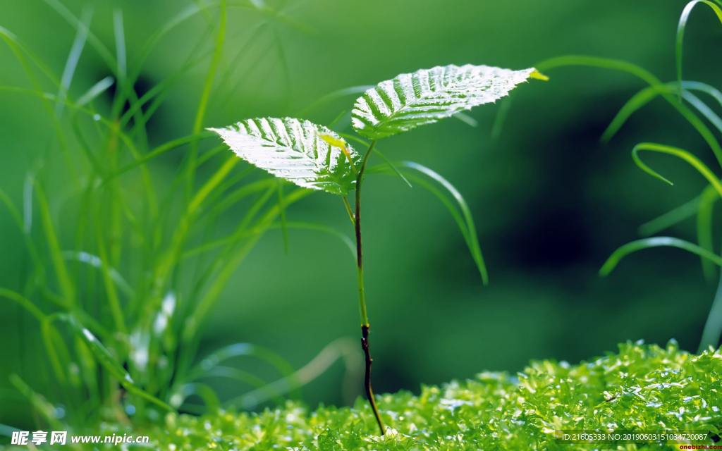 电脑壁纸