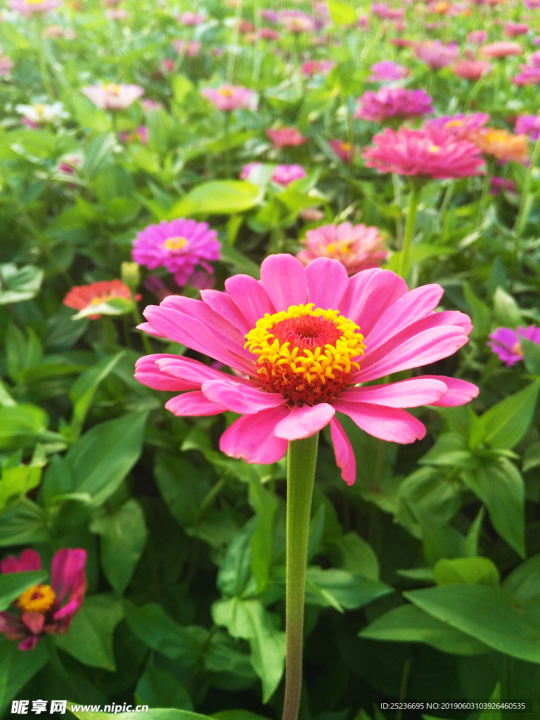 鲜花