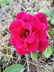 月季花