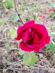 月季花