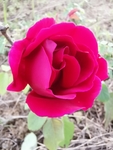 月季花