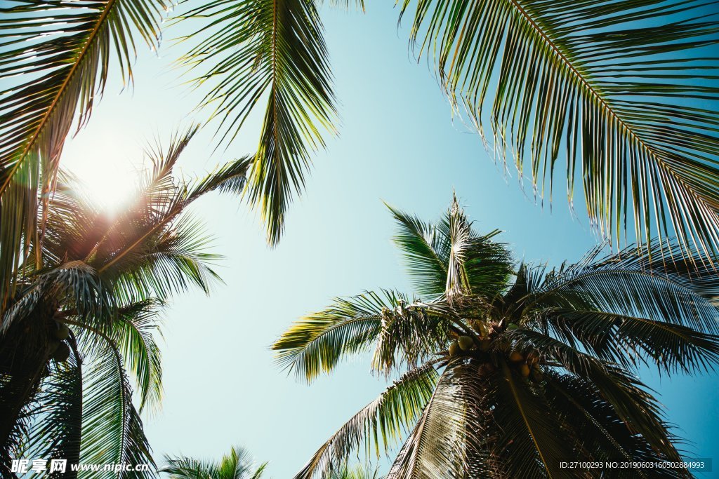 椰子树 海边  夏日 夏天