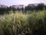 花叶芦竹