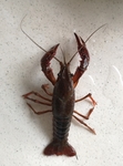 龙虾
