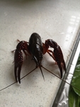 龙虾