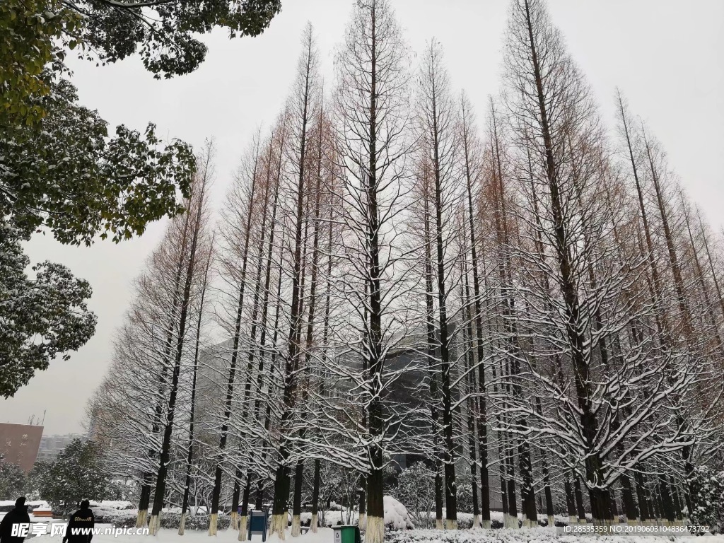 雪松