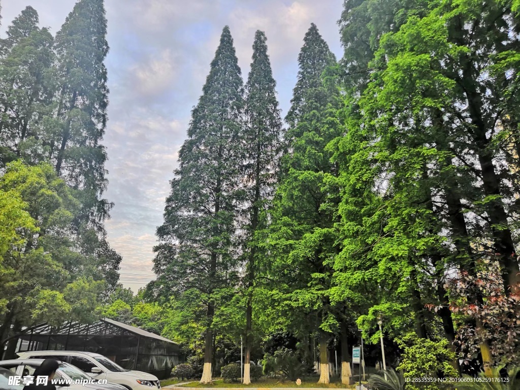 大树